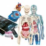 Giocattolo - Anatomia Super